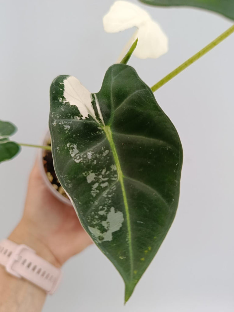 Alocasia micholitziana frydek variegata