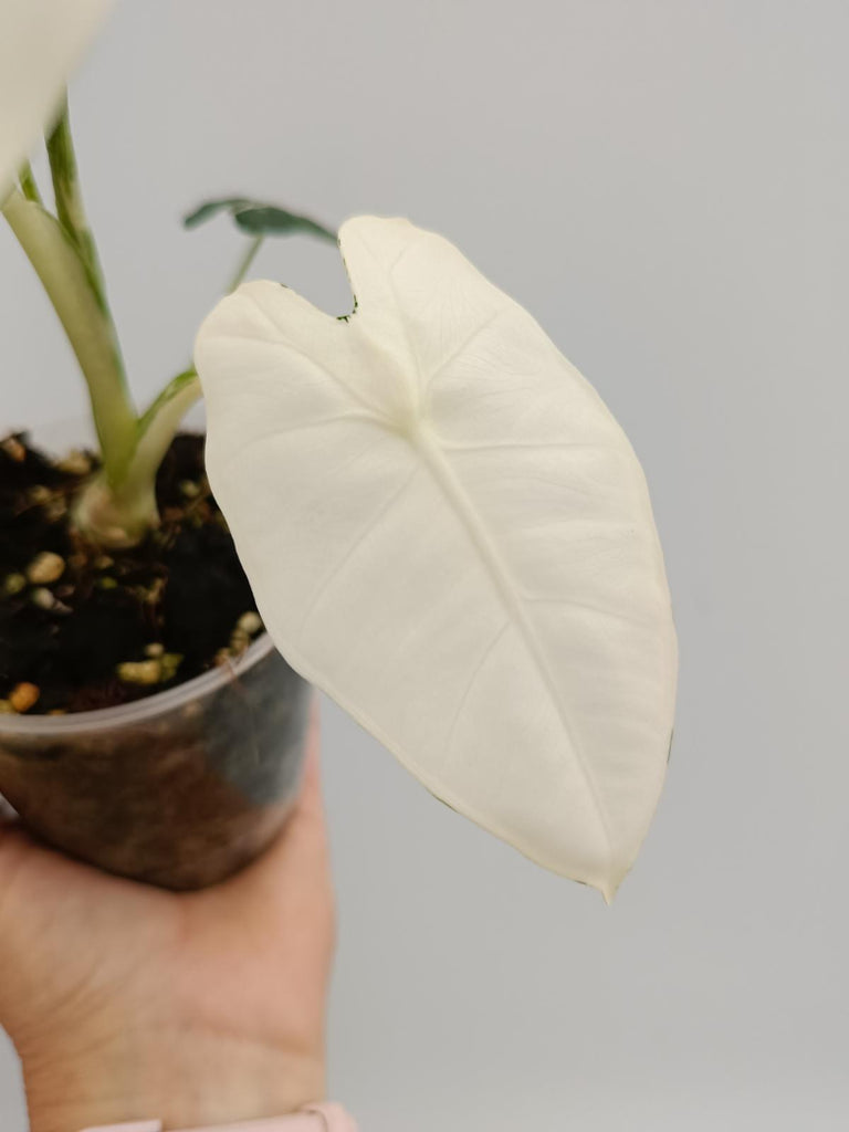 Alocasia micholitziana frydek variegata