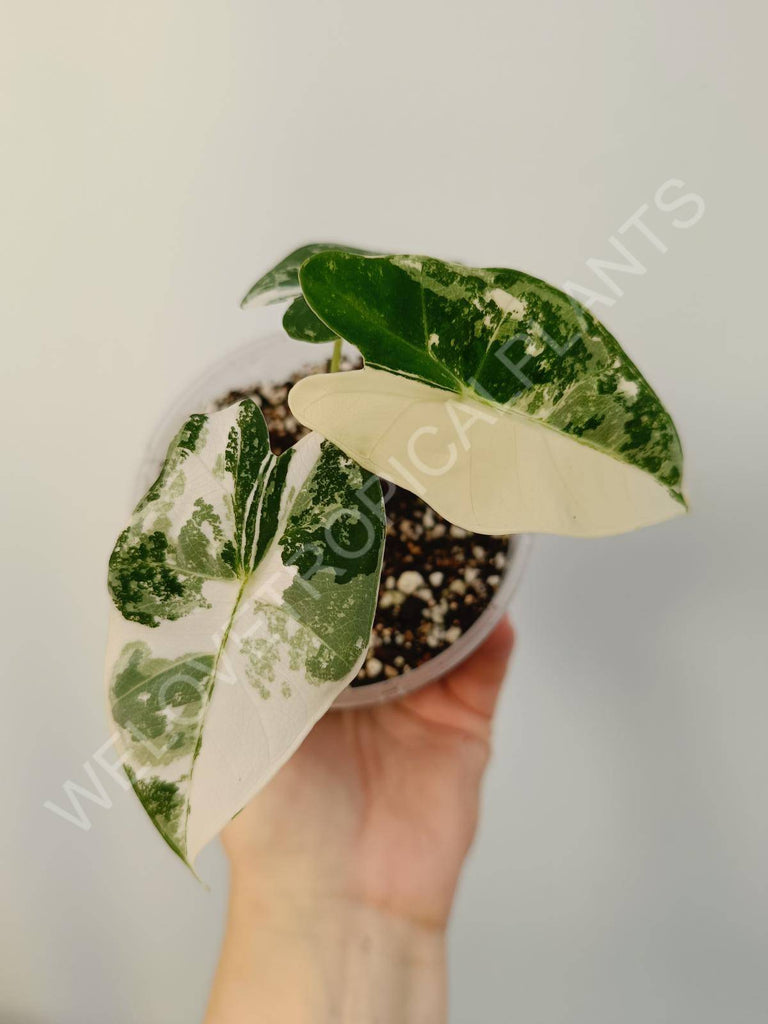 Alocasia micholitziana frydek variegata