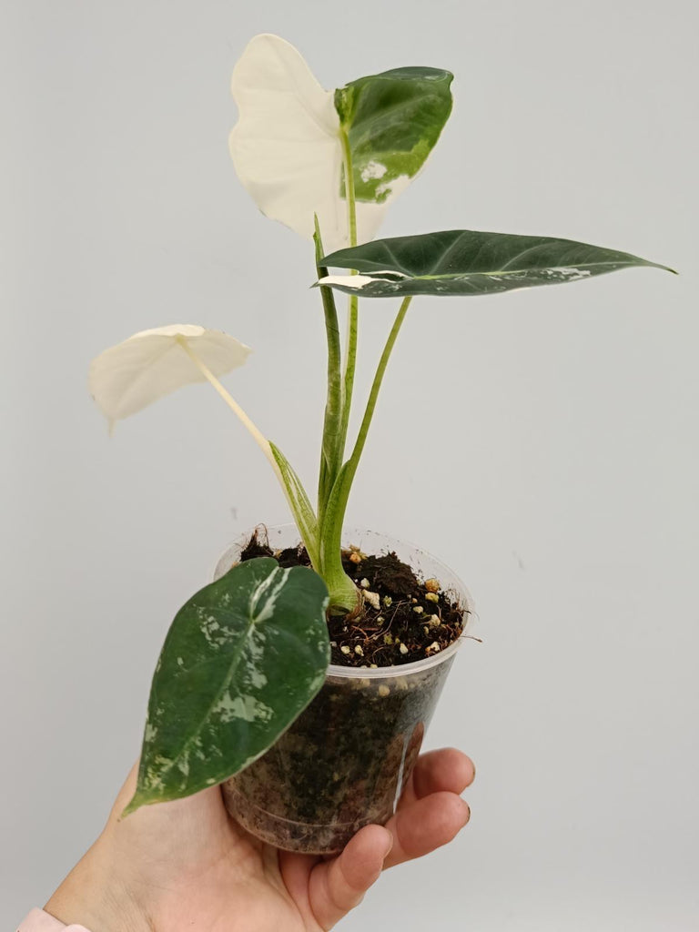 Alocasia micholitziana frydek variegata