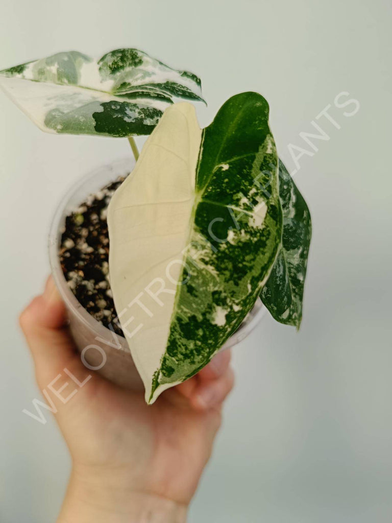 Alocasia micholitziana frydek variegata