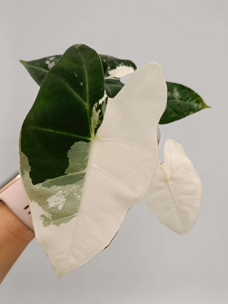 Alocasia micholitziana frydek variegata