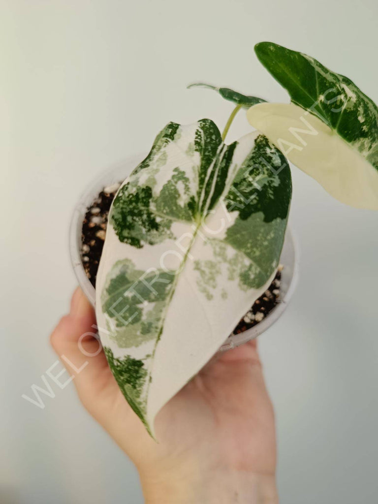 Alocasia micholitziana frydek variegata