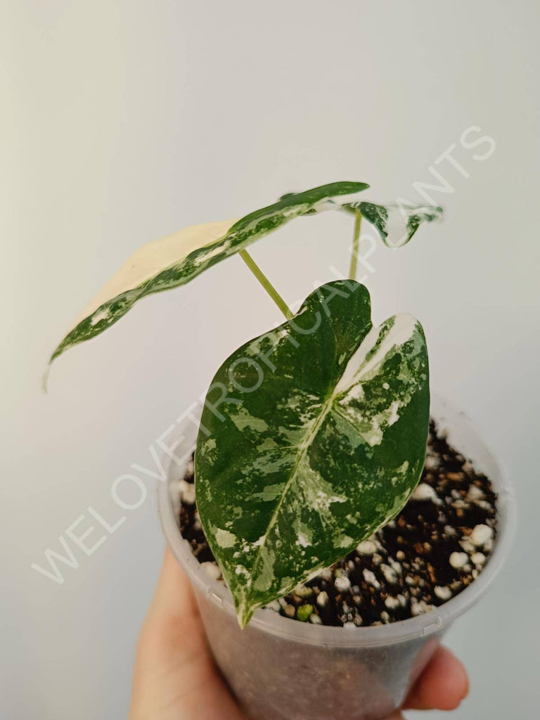 Alocasia micholitziana frydek variegata