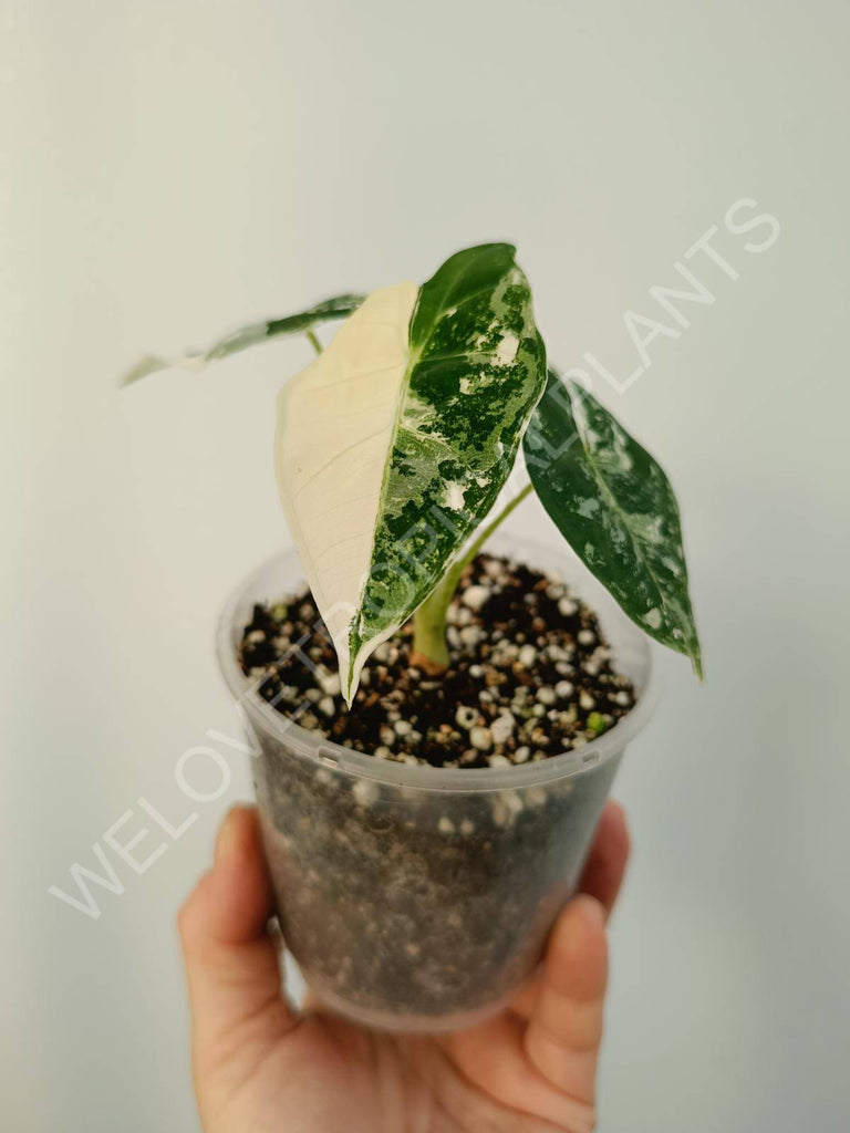 Alocasia micholitziana frydek variegata