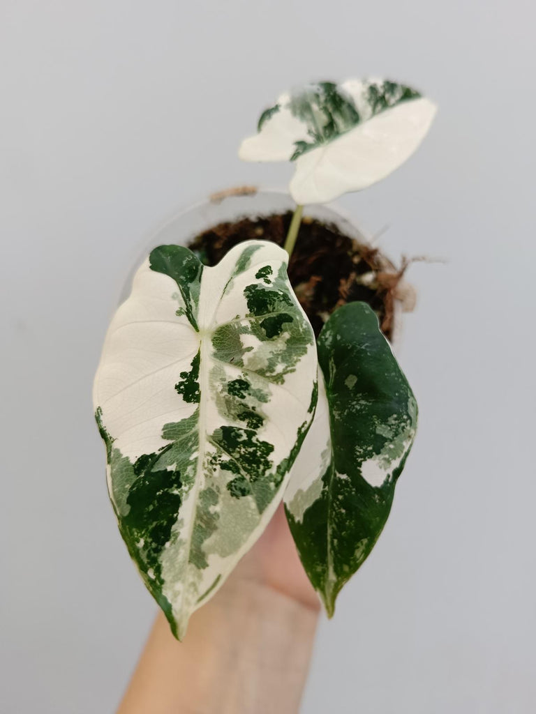 Alocasia micholitziana frydek variegata