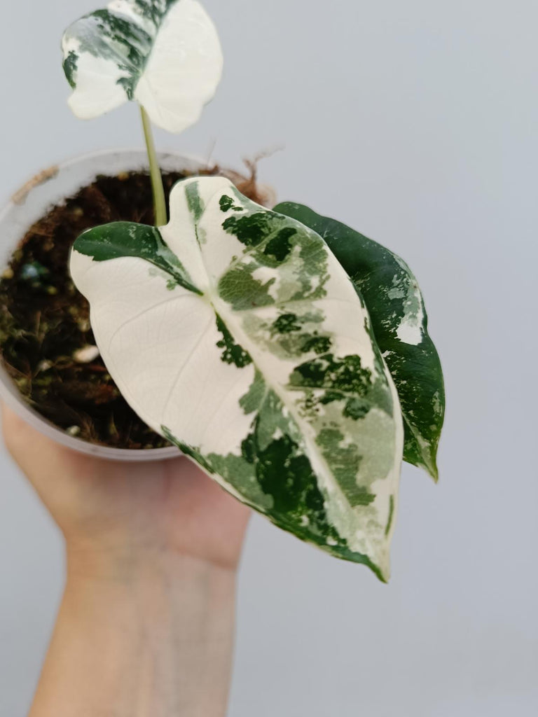 Alocasia micholitziana frydek variegata