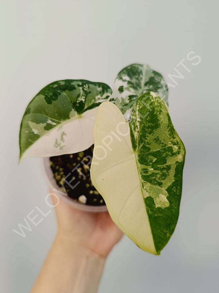 Alocasia micholitziana frydek variegata