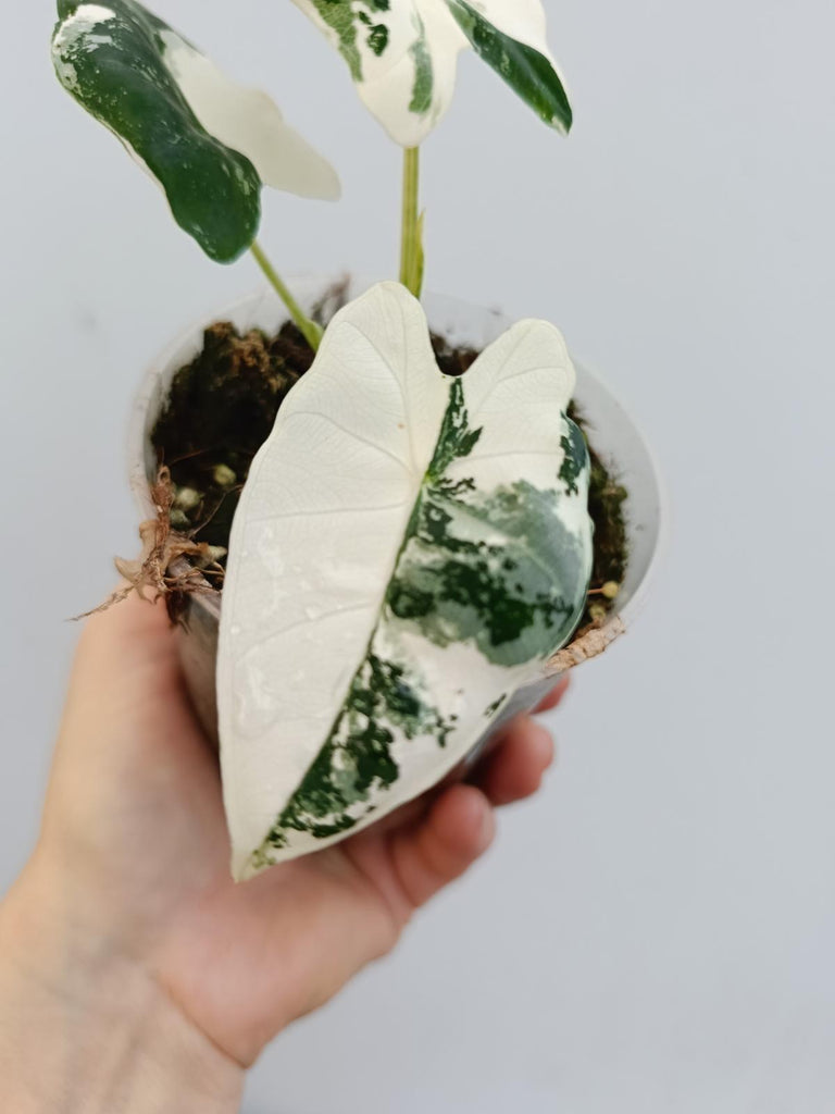 Alocasia micholitziana frydek variegata