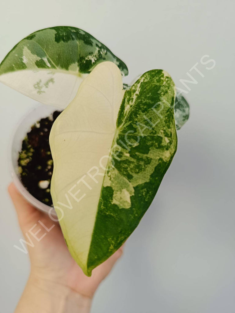 Alocasia micholitziana frydek variegata