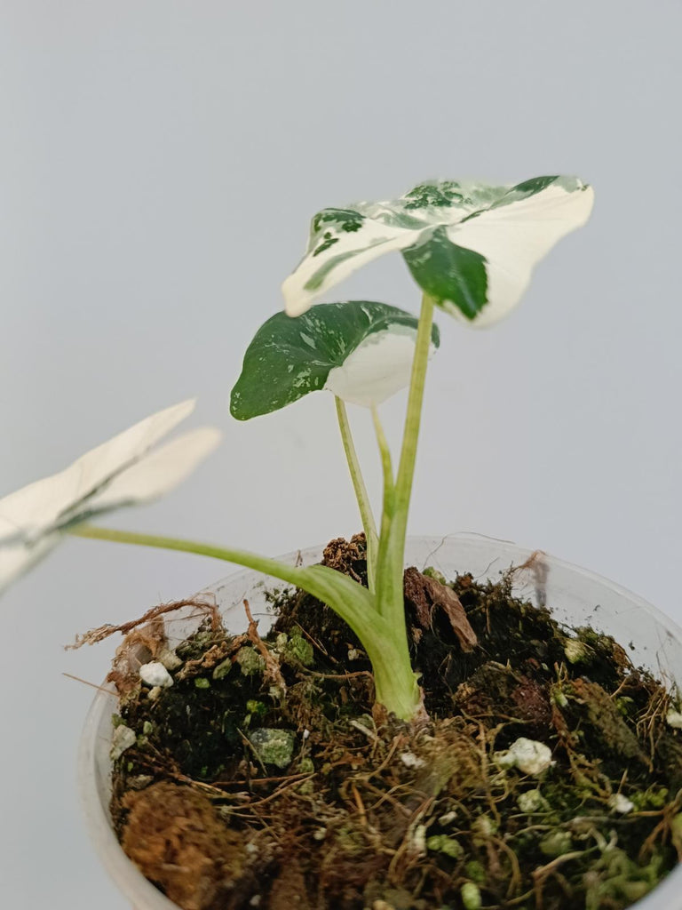 Alocasia micholitziana frydek variegata