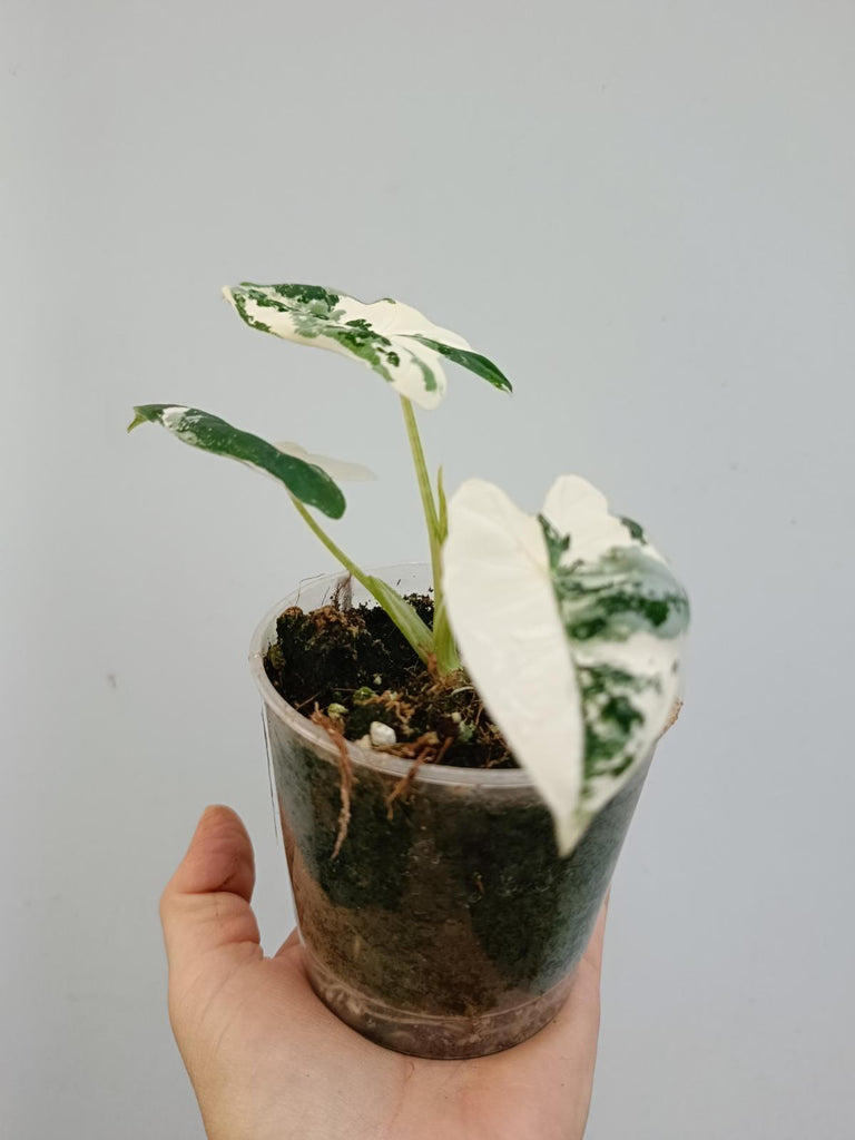 Alocasia micholitziana frydek variegata