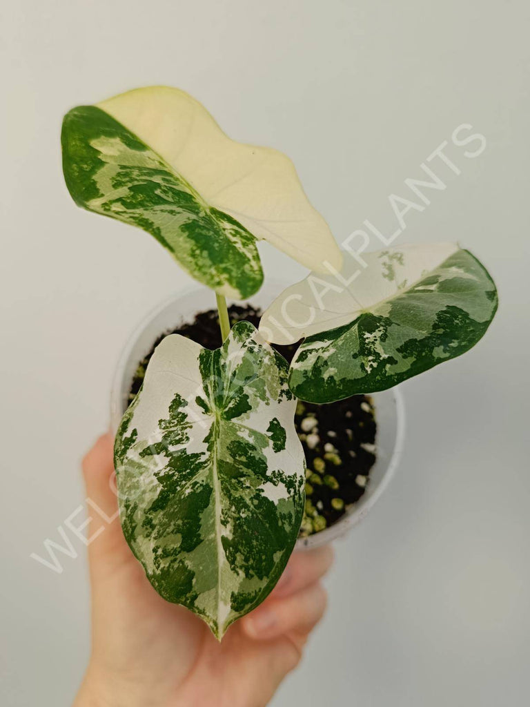 Alocasia micholitziana frydek variegata