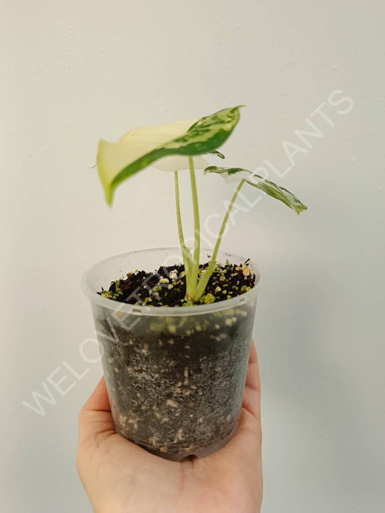 Alocasia micholitziana frydek variegata