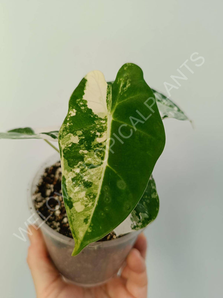 Alocasia micholitziana frydek variegata