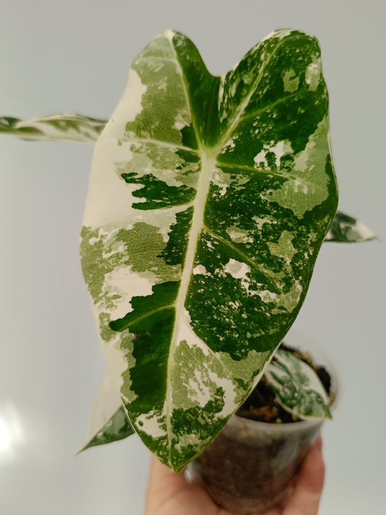 Alocasia micholitziana frydek variegata