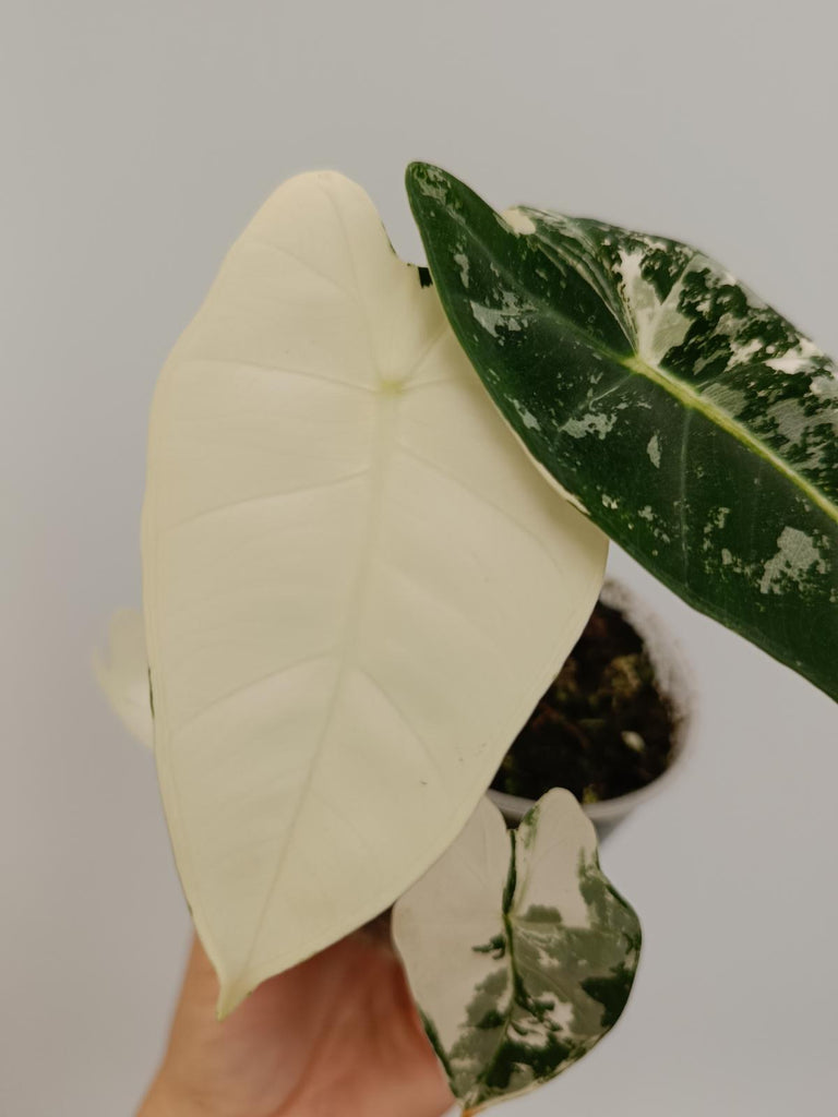 Alocasia micholitziana frydek variegata