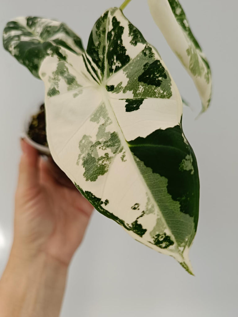 Alocasia micholitziana frydek variegata