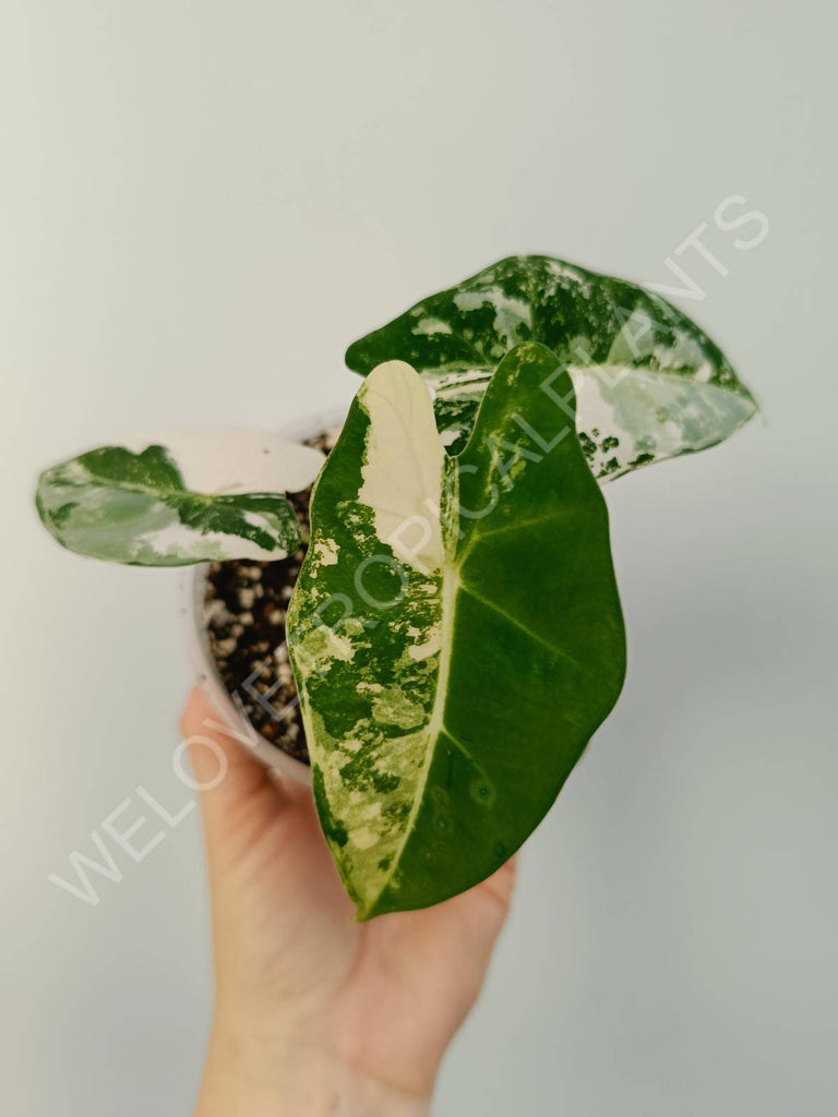 Alocasia micholitziana frydek variegata