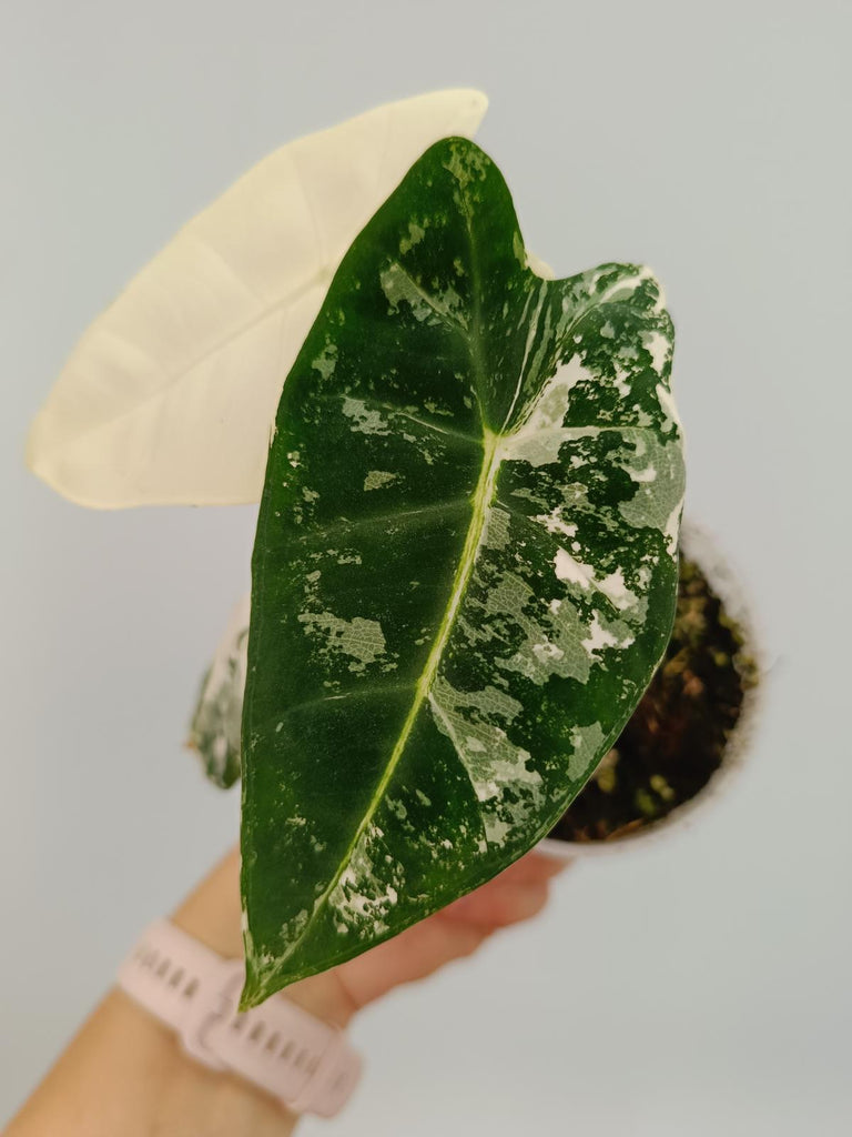 Alocasia micholitziana frydek variegata