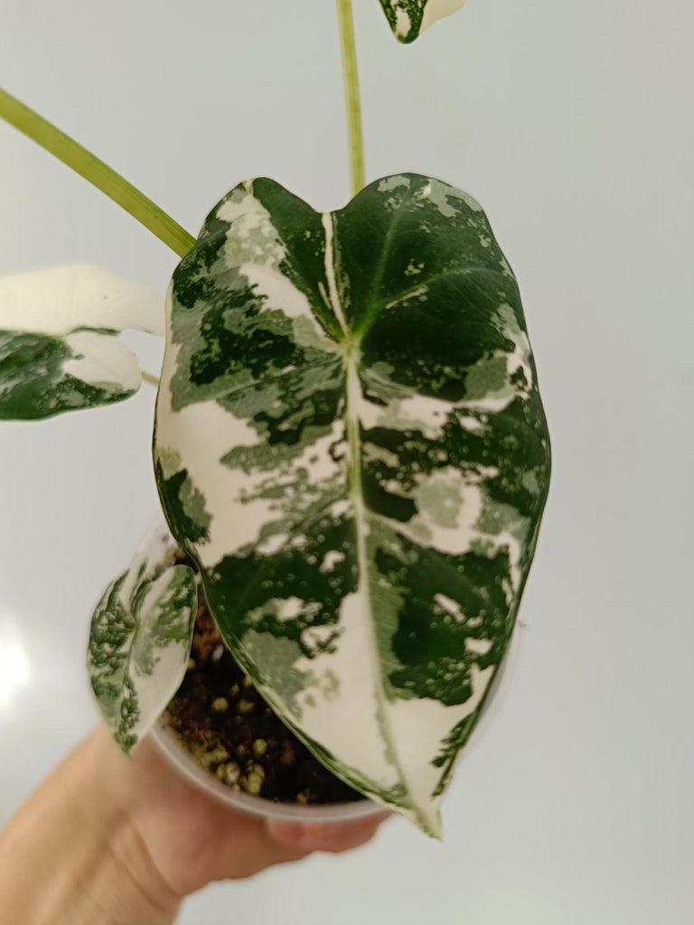 Alocasia micholitziana frydek variegata