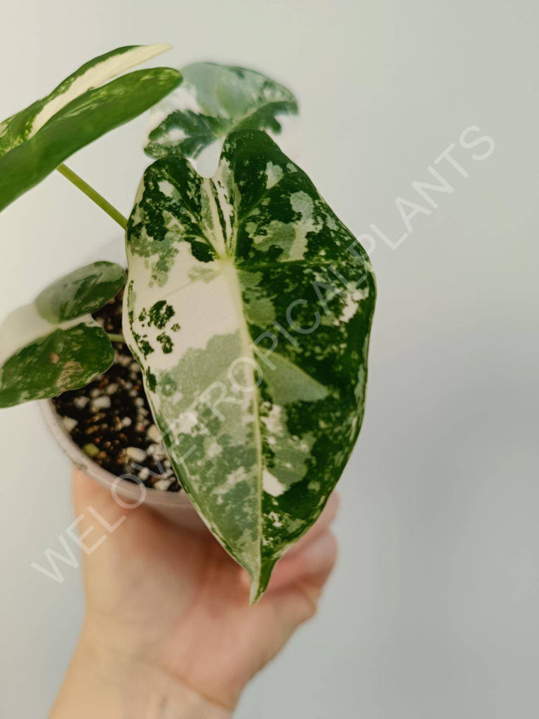 Alocasia micholitziana frydek variegata