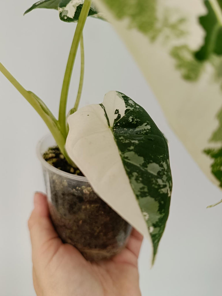 Alocasia micholitziana frydek variegata