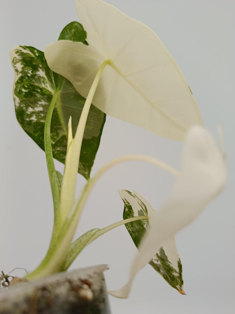 Alocasia micholitziana frydek variegata