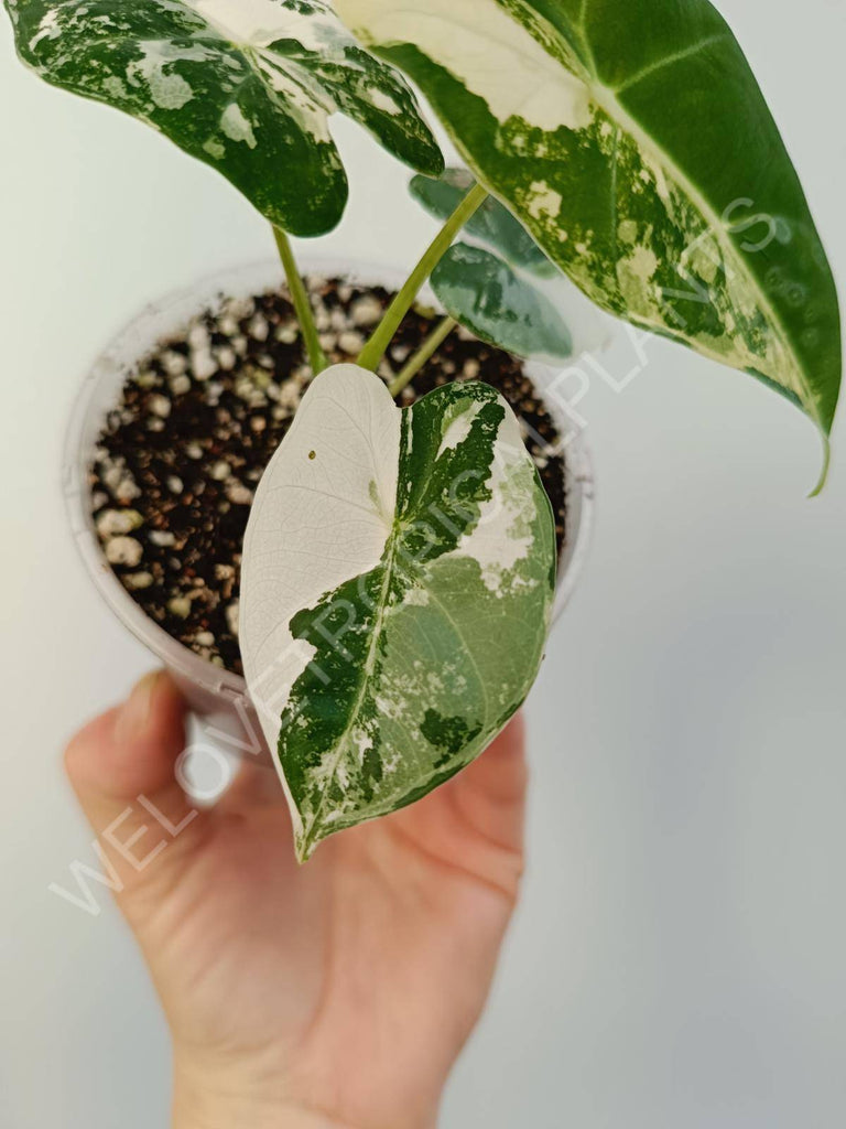 Alocasia micholitziana frydek variegata