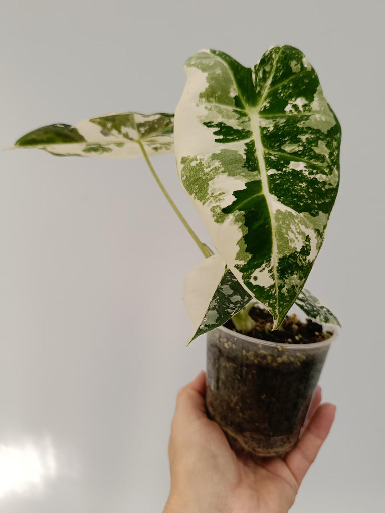 Alocasia micholitziana frydek variegata