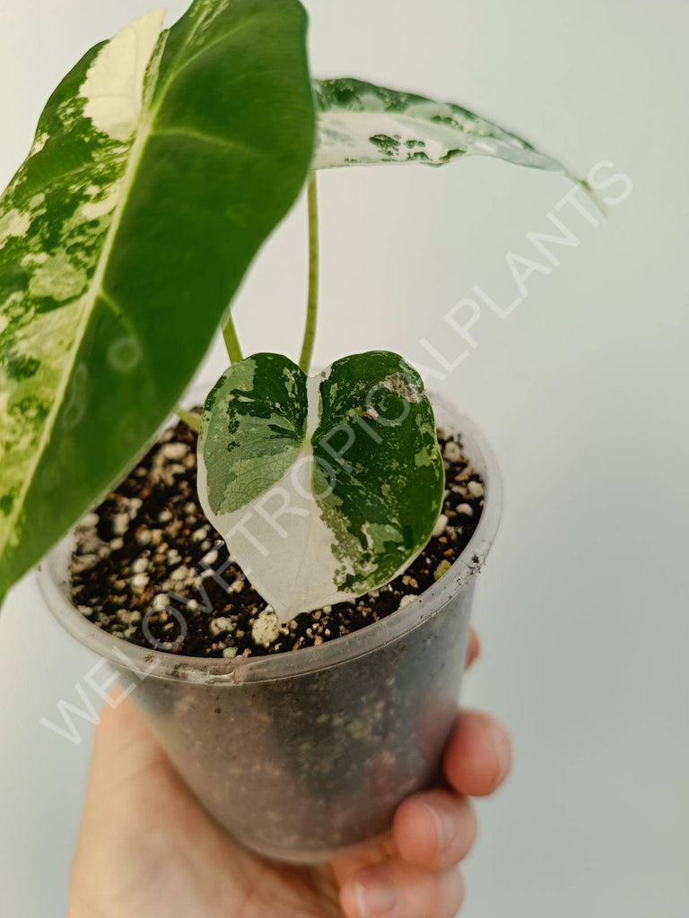 Alocasia micholitziana frydek variegata