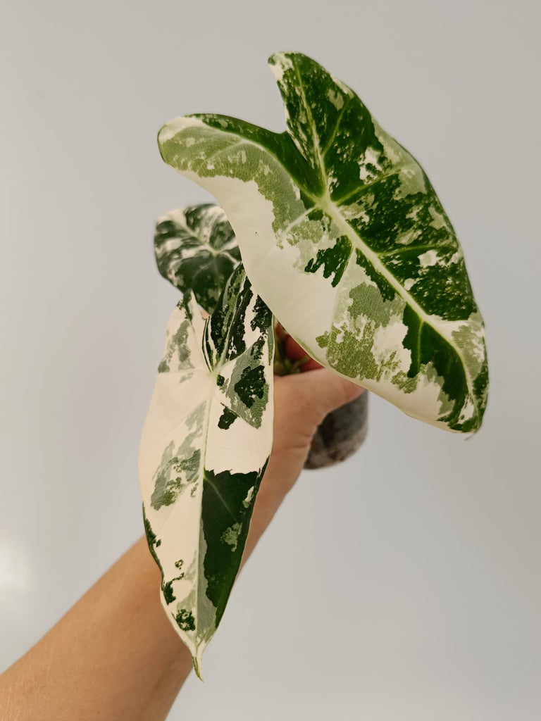 Alocasia micholitziana frydek variegata