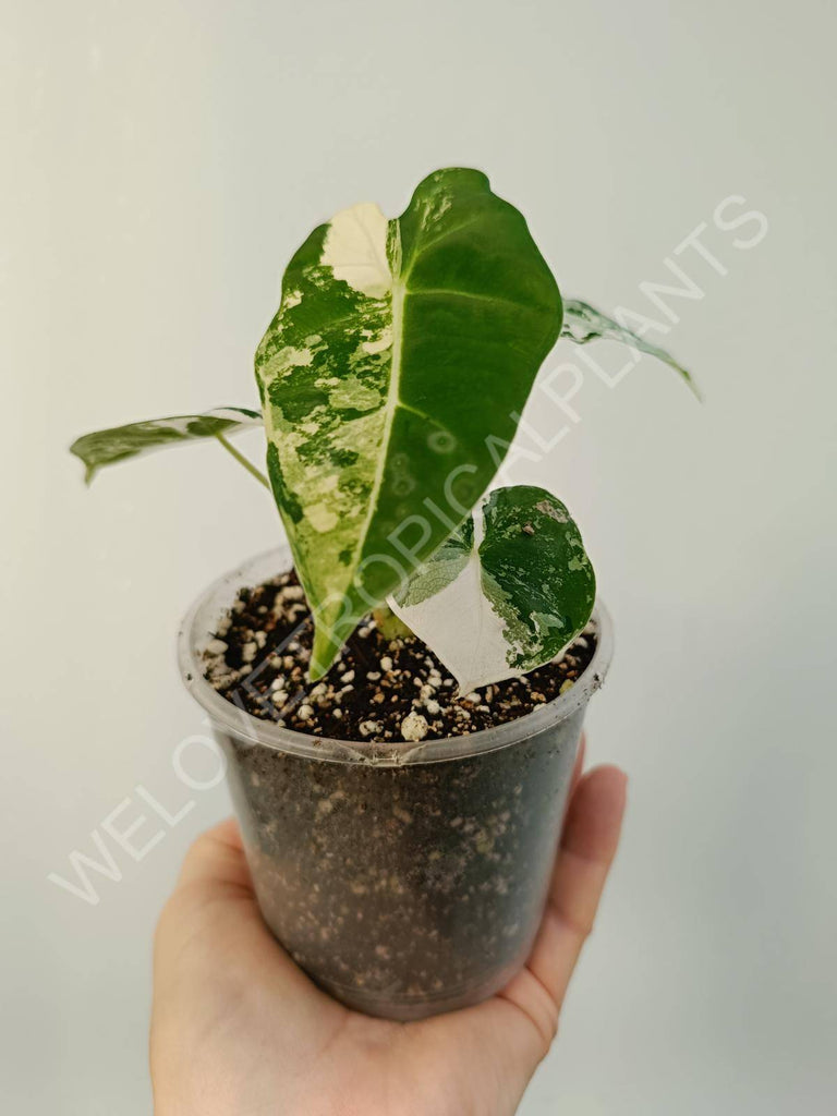 Alocasia micholitziana frydek variegata