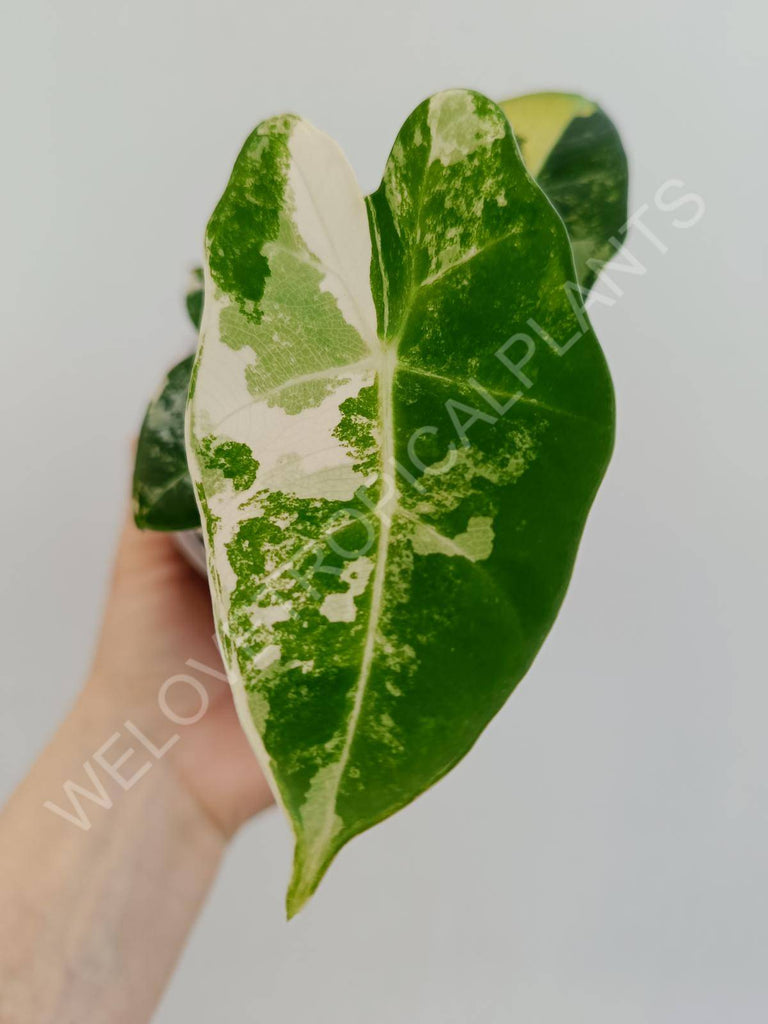 Alocasia micholitziana frydek variegata