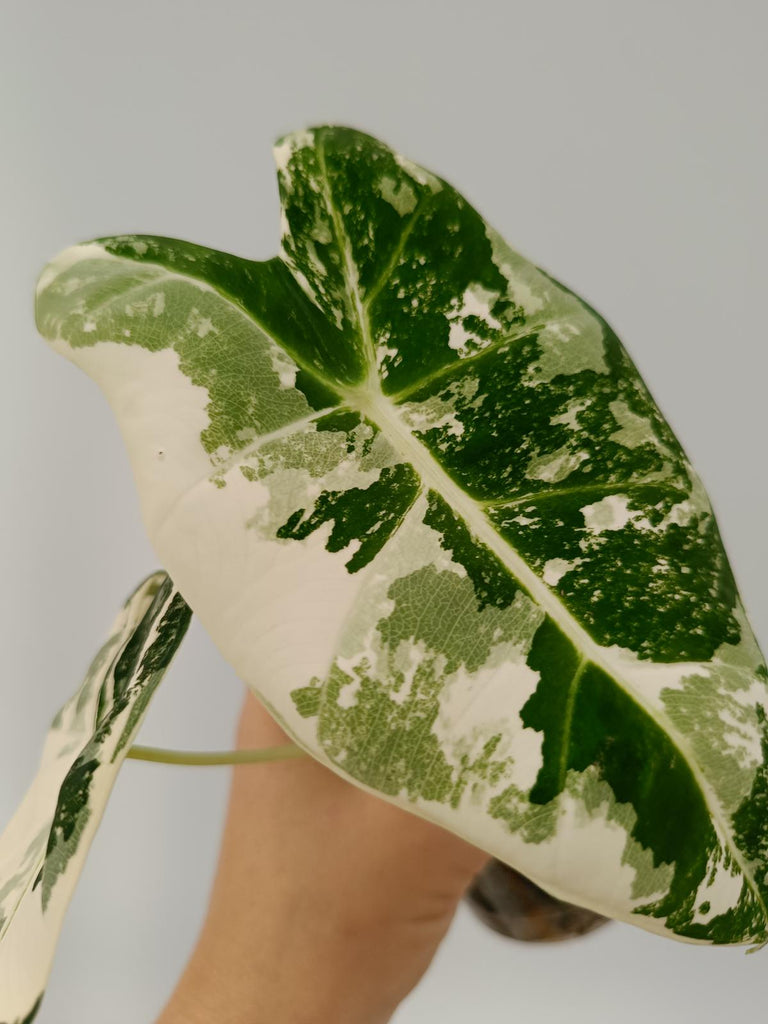 Alocasia micholitziana frydek variegata