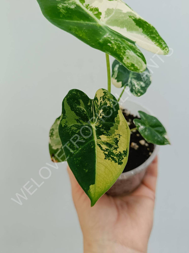 Alocasia micholitziana frydek variegata