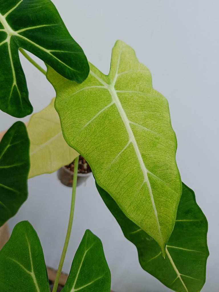 Alocasia micholitziana frydek variegata mint