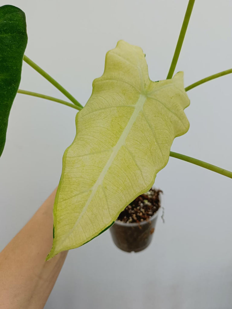 Alocasia micholitziana frydek variegata mint