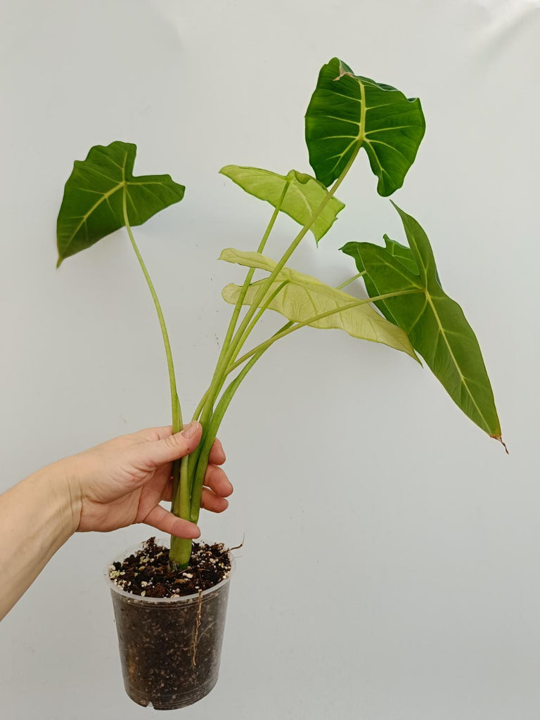 Alocasia micholitziana frydek variegata mint