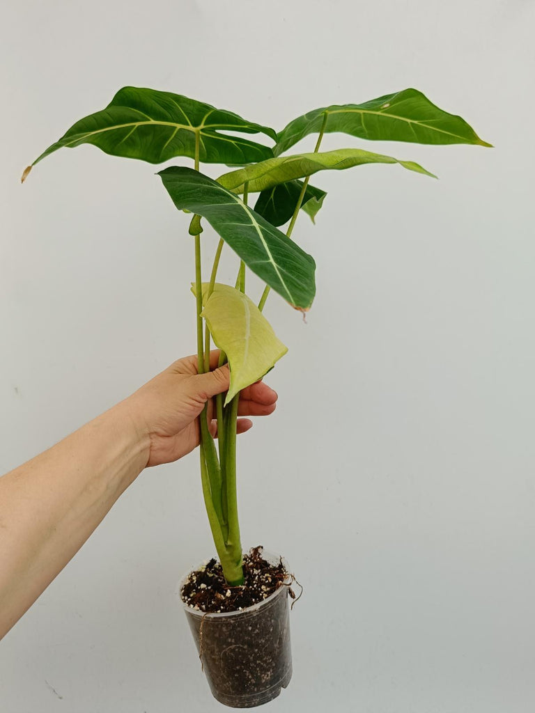 Alocasia micholitziana frydek variegata mint