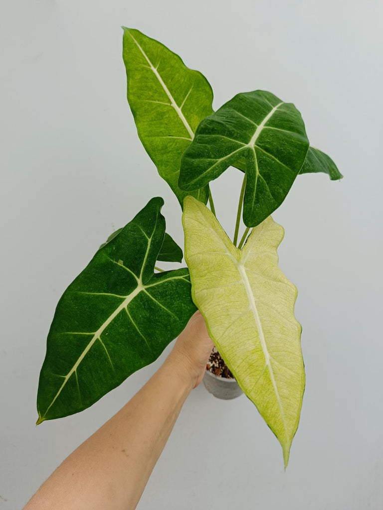 Alocasia micholitziana frydek mint variegata