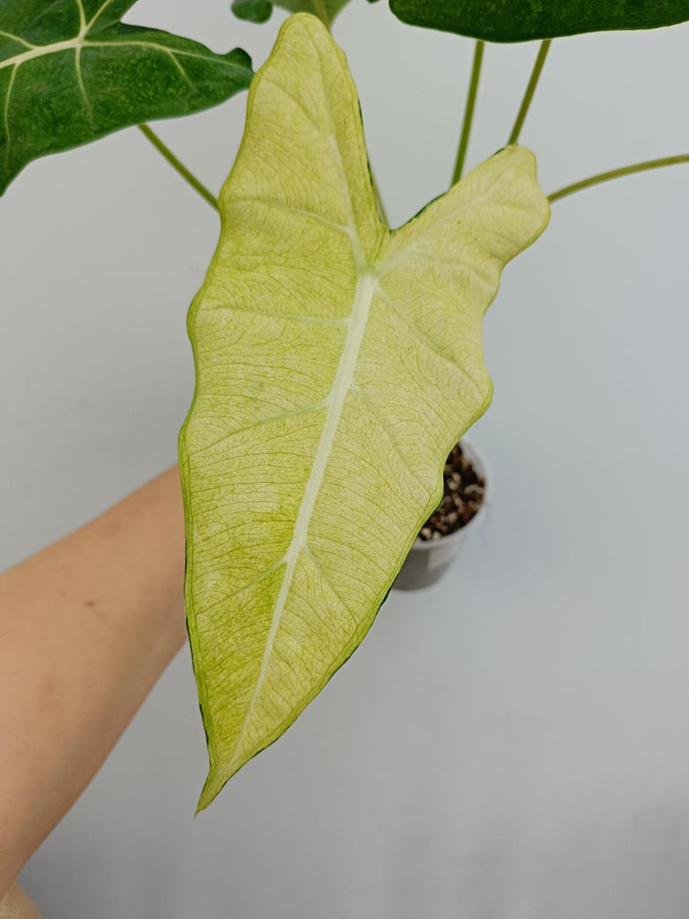 Alocasia micholitziana frydek variegata mint