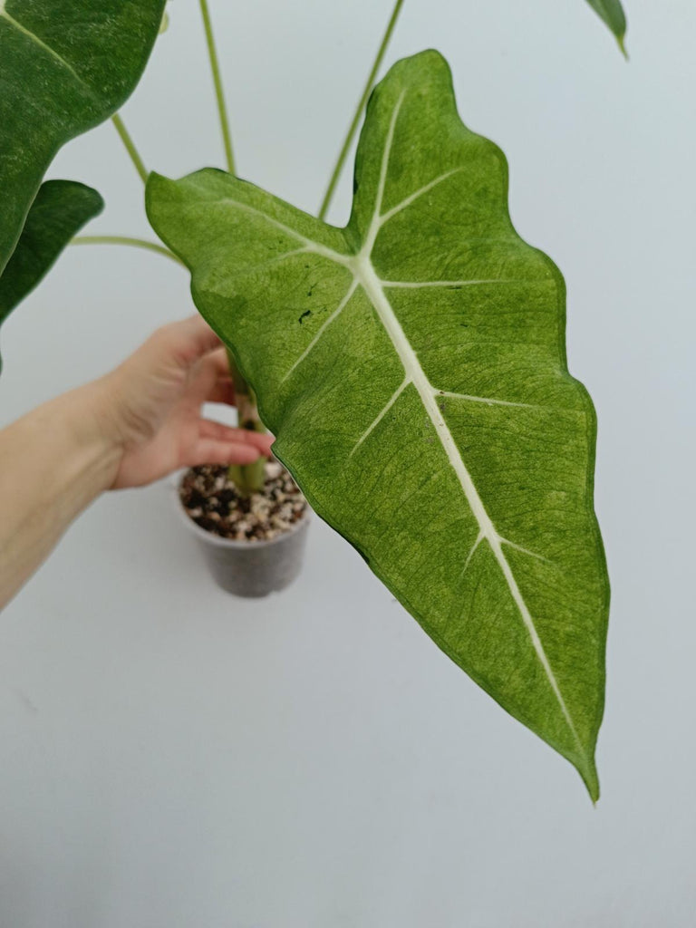 Alocasia micholitziana frydek variegata mint