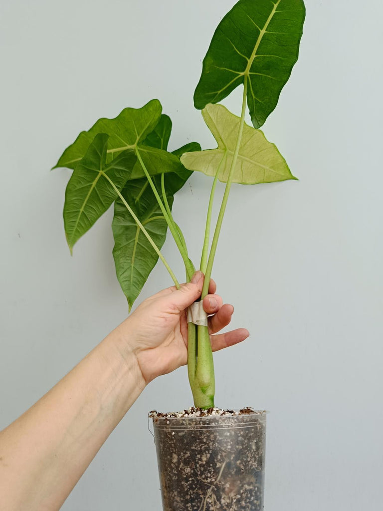 Alocasia micholitziana frydek variegata mint