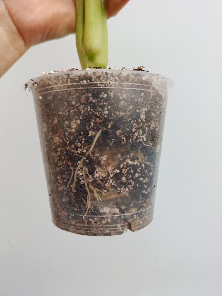 Alocasia micholitziana frydek variegata mint