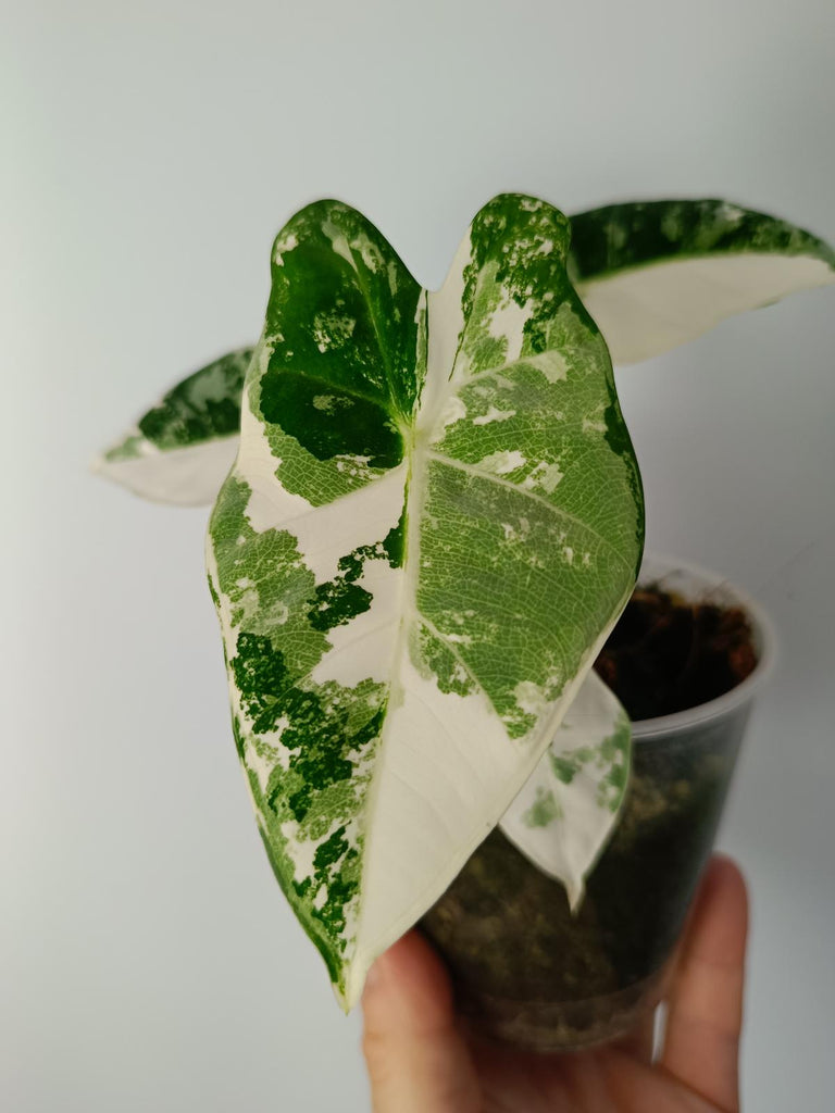 Alocasia micholitziana frydek variegated