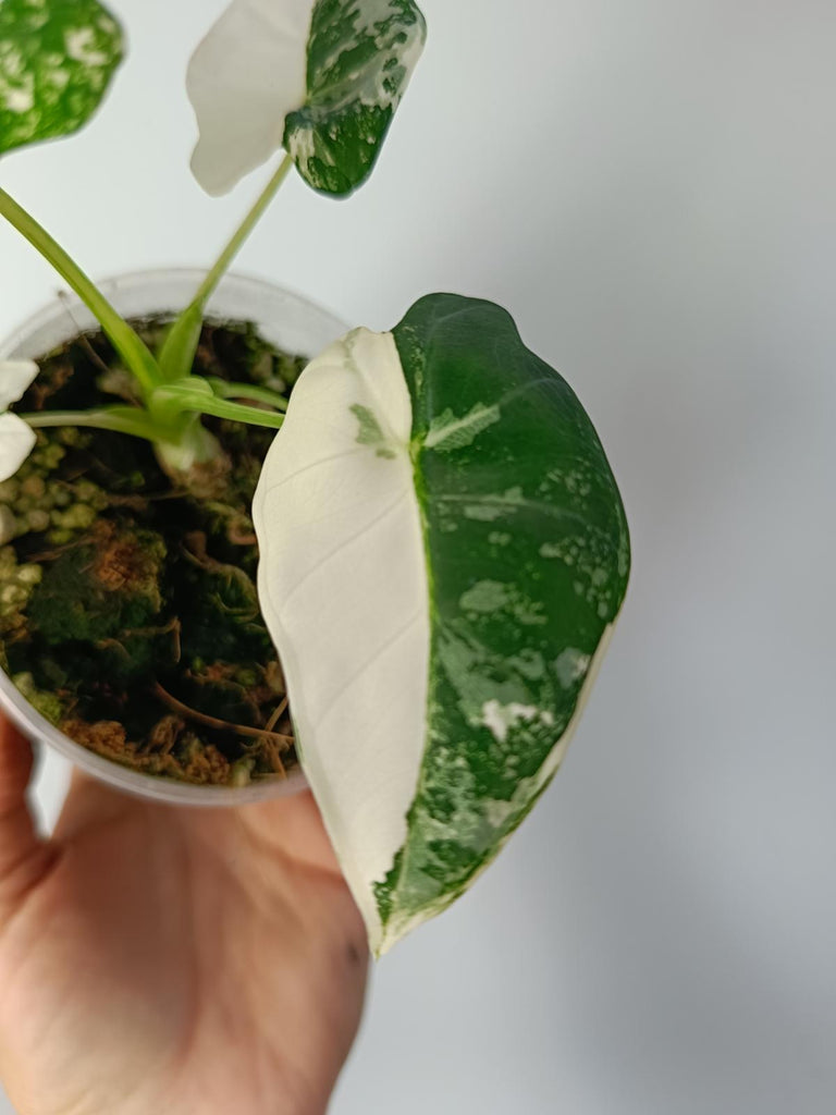 Alocasia micholitziana frydek variegated