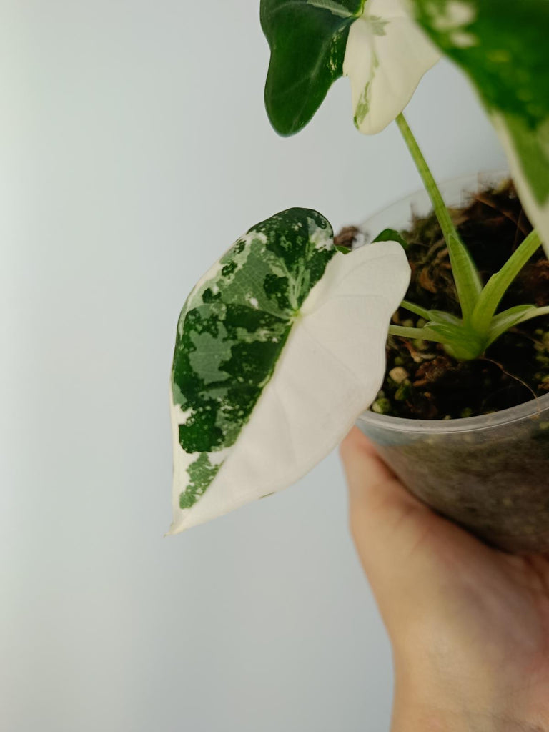 Alocasia micholitziana frydek variegated