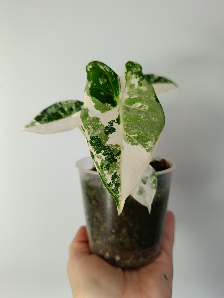 Alocasia micholitziana frydek variegated