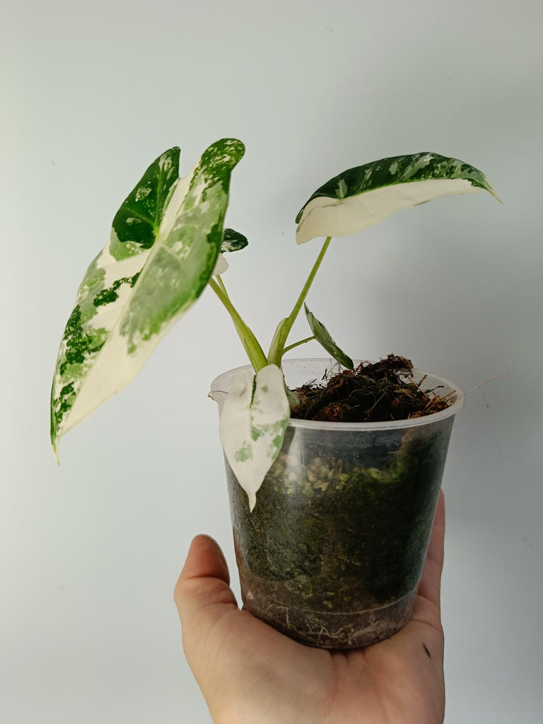 Alocasia micholitziana frydek variegated